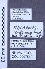 Etiketten zu Melanotus rufinus (NHMW-ZOO-COL-0007543)